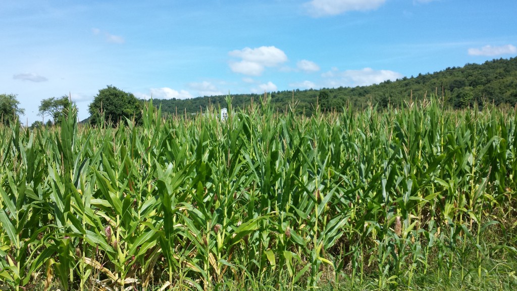 Hiking through a corn field. Temptation resisted!