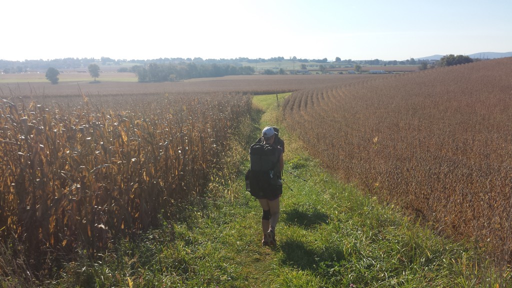 Birdie hiking through an AT cornfield