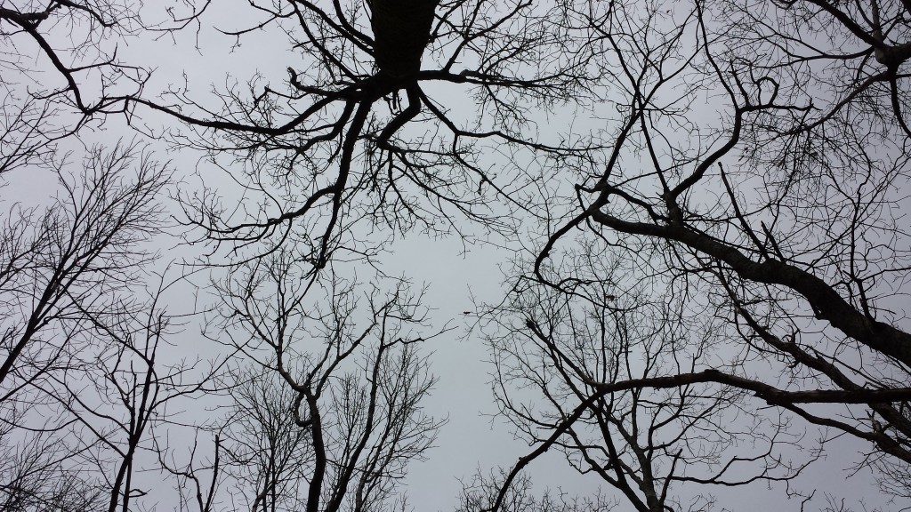 Somber treetops
