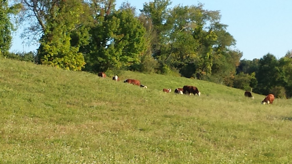 Wildlife 6: cows grazing right near the trail