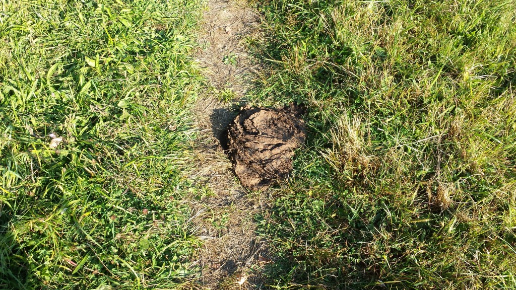 Wildlife 7: Nearly stepped in this while snapping a pic of the cows!