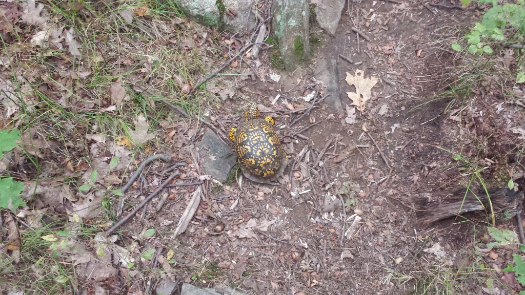 Wildlife 5: Interesting turtle in NY