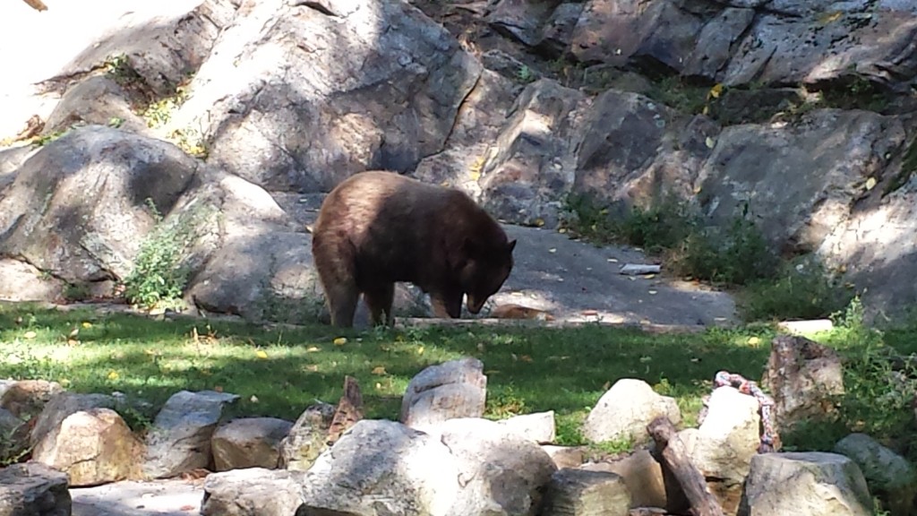 Wildlife 9: Not one of the bears I saw in the woods. In Bear Mountain, NY, the trail goes right through a zoo!