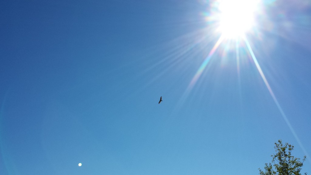 Wildlife 4: This hawk circled the sky lazily as I hiked by
