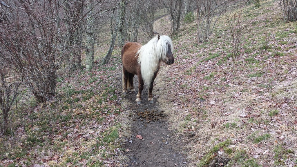 Wild pony in Grayson Highland, standing guard over his proud accomplishment