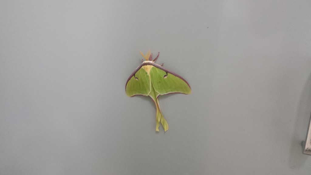 Moth on a bathroom stall, NOC